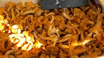 girolles