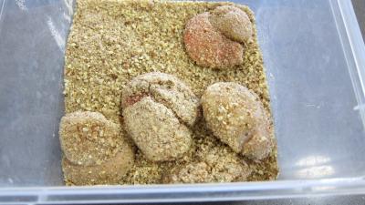 Chorizo, quinoa et coquilles Saint-Jacques - 8.3