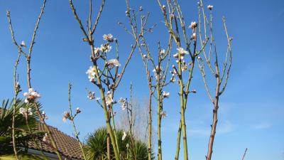 Amandier en fleurs