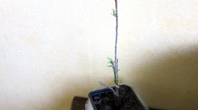 Lycium barbarum