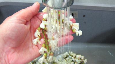 Beignets de fleurs d'acacia - 1.1