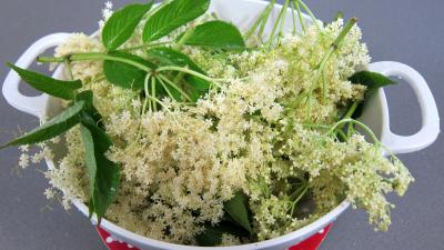 Beignets aux fleurs de sureau - 1.1
