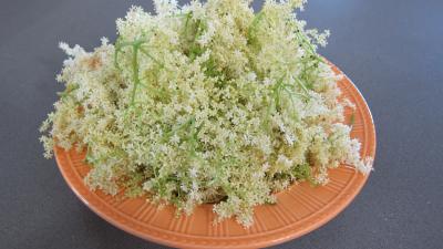 Beignets aux fleurs de sureau - 1.3