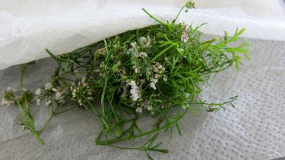 Piments doux en salade - 1.1