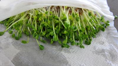 Piments doux en salade - 3.1