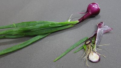 Purée à l'oseille avec ses encornets - 2.1