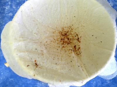 Entrecôtes croustillantes et sa sauce aux cacahuètes - 4.2