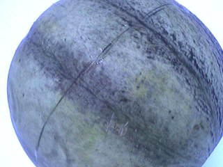 Melons en blanquette - 5.1