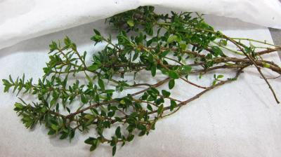 Crottins de chèvre en salade - 1.1