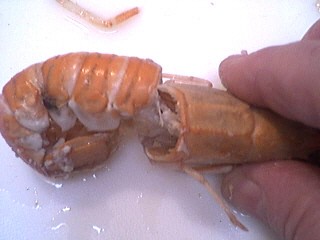 Foie gras aux langoustines - 7.1