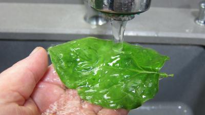 Epinards en salade - 1.1