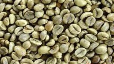 Photo : Café robusta
