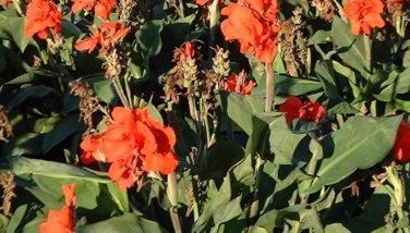 Photo : Canna Edulis comestible