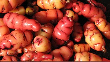 Oca du pérou