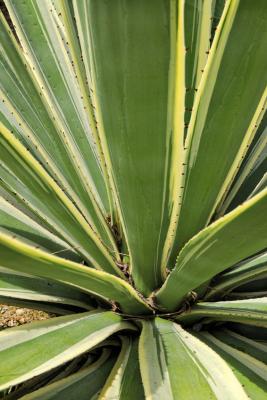 Agave americana