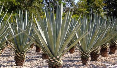 Agave tequilana ou Agave bleu