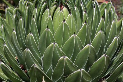Agave victoriae-reginae