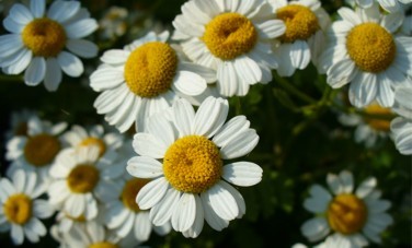 Photo : Grande camomille - Camomille