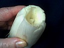 Endives farcies - 2.3