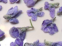 cuisine avec des fleurs : Fleurs cristallisées