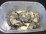 Gambas à la crème d'oignons et au Madère - 12.2