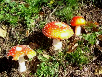 Photo : Amanites tue-mouches