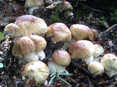 Photo : champignons, les cèpes