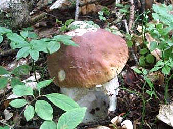 cèpes