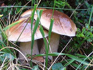 cèpes