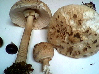 coulemelles