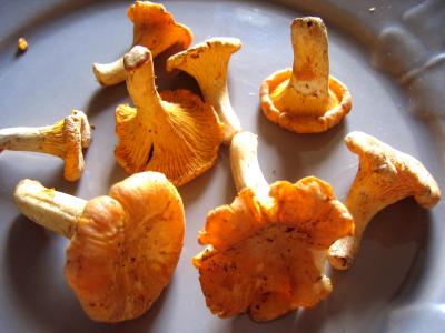 Champignons