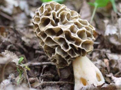 Photo : Morilles