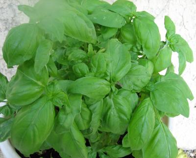 basilic