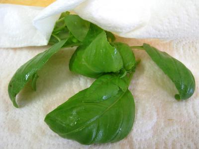 Basilic