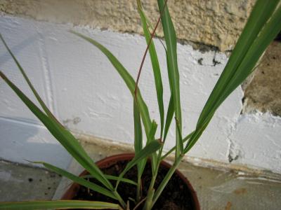 pot de citronnelle