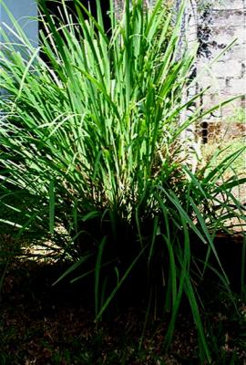 Photo : Plant de citronnelle