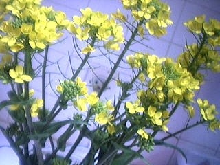 Photo : Fleurs de colza