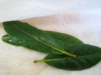 feuilles de laurier