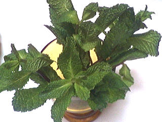 menthe