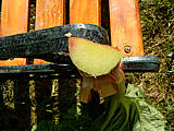 Rhubarbe