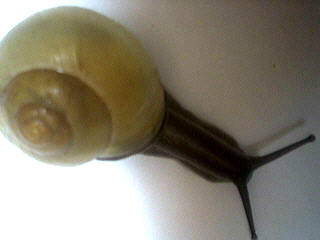 escargot