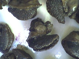 escargot