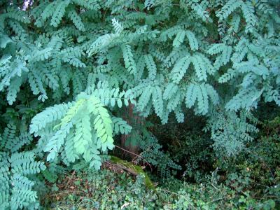 l'acacia