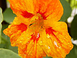 fleur de capucine