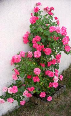 Rosiers