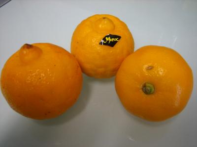 bergamote