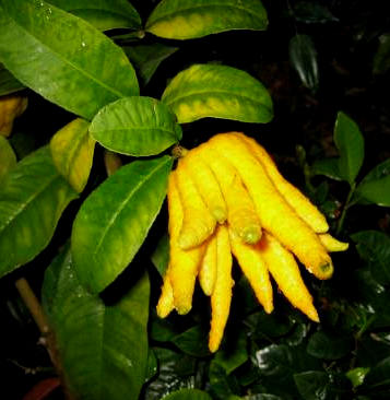 Cédrat digitata