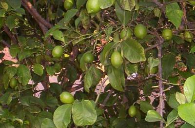 citronnier vert