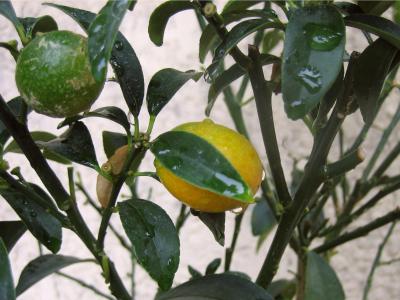 kumquat