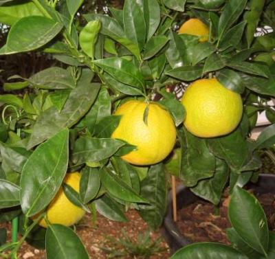 oranger